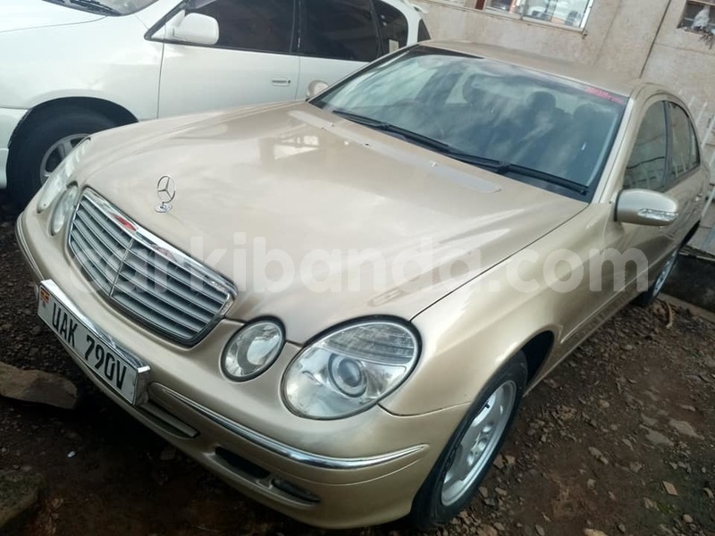 Big with watermark 49654053 2162281334090431 330665516324618240 n