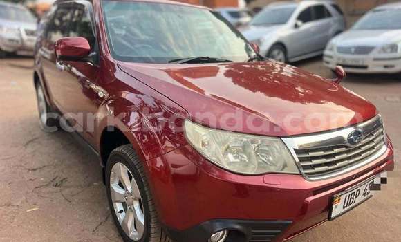 Nunua Ilio tumika Subaru Forester Nyekundu Gari ndani ya Kampala nchini Uganda Nunua Ilio tumika Subaru Forester Nyekundu Gari ndani ya Kampala nchini Uganda