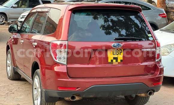 Nunua Ilio tumika Subaru Forester Nyekundu Gari ndani ya Kampala nchini Uganda Nunua Ilio tumika Subaru Forester Nyekundu Gari ndani ya Kampala nchini Uganda