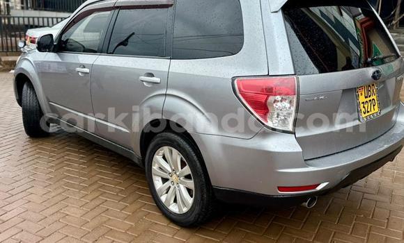 Buy Used Subaru Forester Other Car in Kampala in Uganda Buy Used Subaru Forester Other Car in Kampala in Uganda