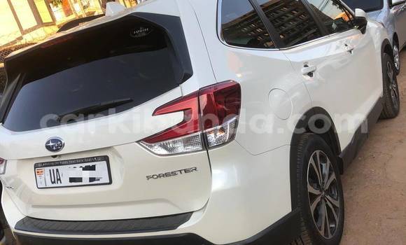 Buy New Subaru Forester White Car in Kampala in Uganda Buy New Subaru Forester White Car in Kampala in Uganda