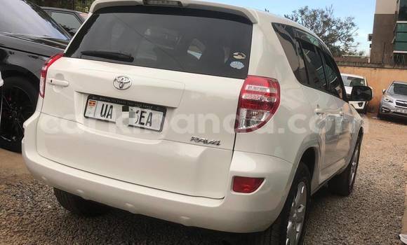 Buy New Toyota RAV4 White Car in Kampala in Uganda Buy New Toyota RAV4 White Car in Kampala in Uganda