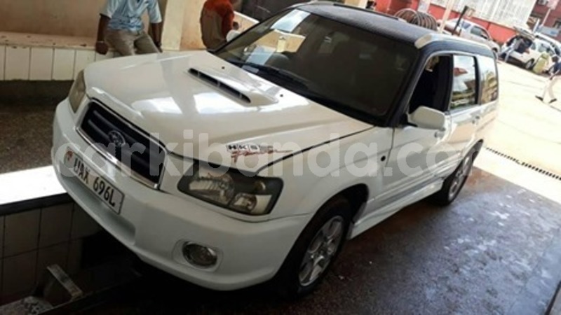 Big with watermark 60159439 120935115775086 9174870414290059264 n